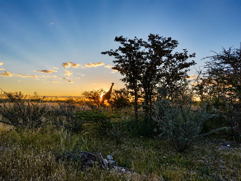 Giraffe als Silhouette im Gegenlicht des namibischen Sonnenaufgangs