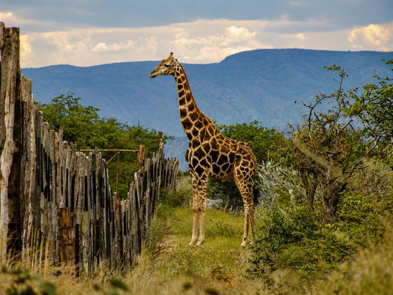 Giraffe am Holzzaun vor Bergkulisse in der Dämmerung