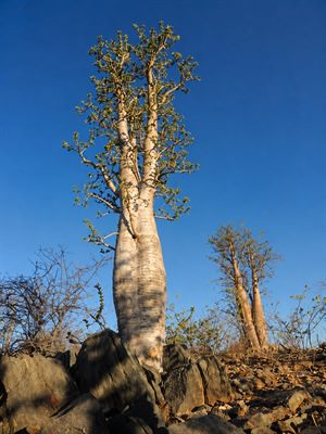 Markante Flaschenbäume auf einem Felshang im Damaraland