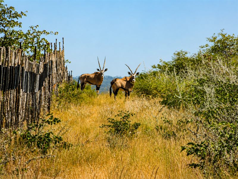 Zwei Oryx-Antilopen im goldenen Grasland des Geländes