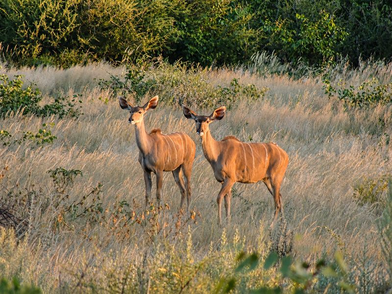 Zwei Kudu-Antilopen im goldenen Abendlicht des Damaralands